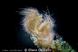 Hairy shrimp with eggs by Glenn Carballo 